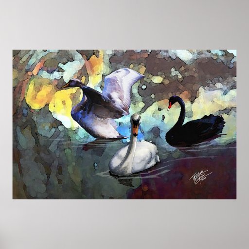 Cisnes chinos del estilo de la acuarela que nadan posters