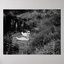 Cisnes de Amherst Poster
