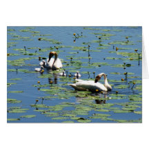 Cisnes de trompetista tarjetas