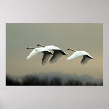 Cisnes de tundra posters