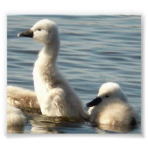 cisnes del bebé arte fotografico