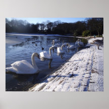 Cisnes del invierno posters