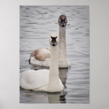 Cisnes el mirar fijamente impresiones