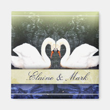 Cisnes elegantes en amor iman