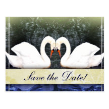 Cisnes elegantes en amor tarjeta postal