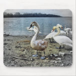 Cisnes en el banco del río Danubio Tapetes De Ratón