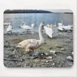 Cisnes en el banco del río Danubio Tapetes De Ratón