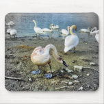Cisnes en el banco del río Danubio Tapetes De Ratones