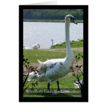 Cisnes en el lago Northumberland Woodhorn Felicitaciones