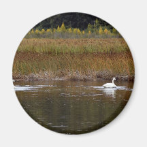 Cisnes en el pantano del alfarero imán de frigorifico