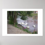 Cisnes en Exeter Quay Poster