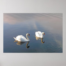 Cisnes en la bahía de Donegal Posters