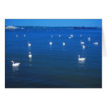 Cisnes en la boca del río Connecticut Tarjeta