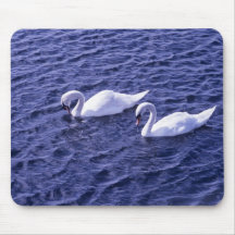 Cisnes en un lago alfombrilla de ratón