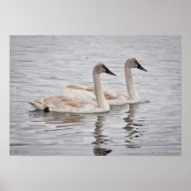 Cisnes gemelos impresiones