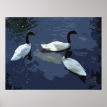 CISNES NECKED NEGROS IMPRESIONES