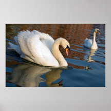 Cisnes Poster