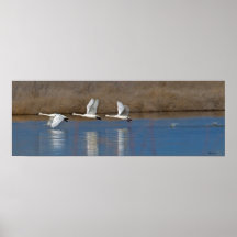 Cisnes Poster