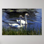 Cisnes Posters