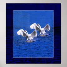 cisnes que aterrizan la impresión poster