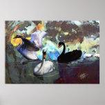 Cisnes que nadan poster