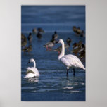 Cisnes que silban, en el hielo impresiones