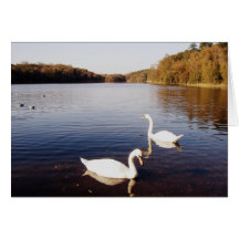 Cisnes - tarjeta