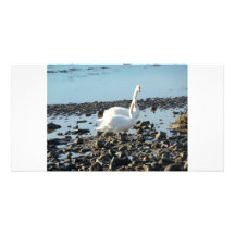 Cisnes Tarjeta Personal