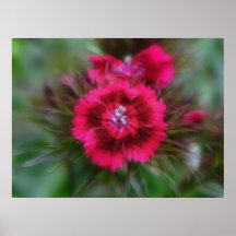 Clavel Barbatus - de color rojo oscuro Poster