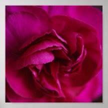 clavel de color rosa oscuro macro posters