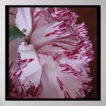 Clavel imponente 12"" poster X12