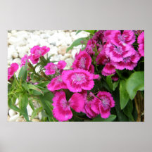 Clavel rosado/Guillermo dulce Poster