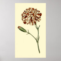 Clavel rosado posters
