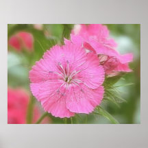 Clavel Williams dulce rosado Posters