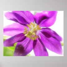 Clematis Aquilegia Petalled (Columbine) Posters