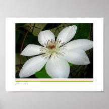 clematis blanco impresiones