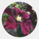 Clematis coloreado amatista etiqueta