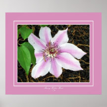 Clematis de Starburst Impresiones