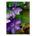 Clematis del azul de la lavanda tarjeton