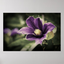 Clematis del despliegue - lona impresiones