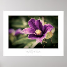 Clematis del despliegue impresiones