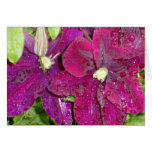 Clematis Felicitación