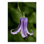 Clematis Felicitación