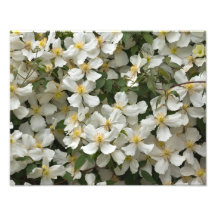Clematis Montana Fotografias