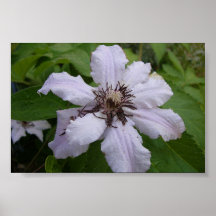 Clematis Poster