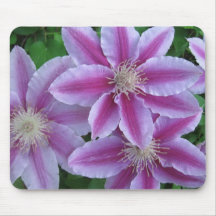 Clematis rayado rosado IMG_0822 Alfombrillas De Raton