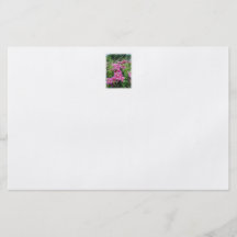 Clematis. Rosa bonito - flores púrpuras Tarjetas Informativas