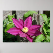 Clematis rosado con el poste del cedro posters