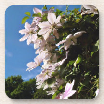 Clematis rosado que florece en un día soleado posavasos