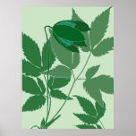 clematis verde poster